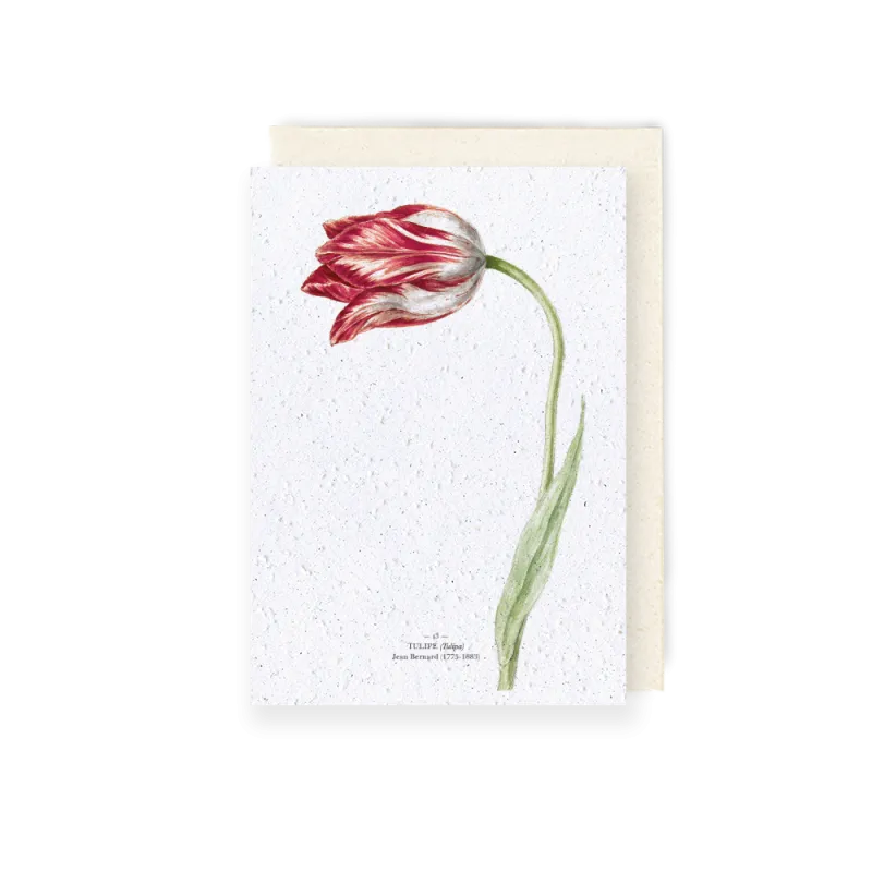 Carte à planter - Tulipe | Papierfleur.fr, le papier qui fleurit